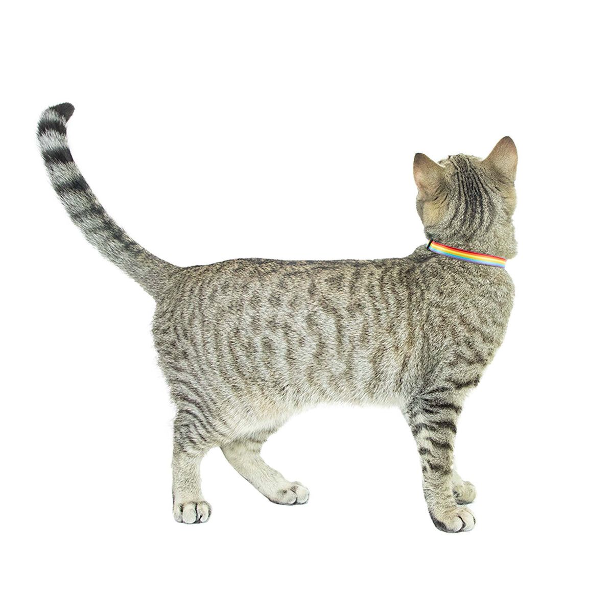 Vibrant Life 2-Pack Cat Collar, Multi Color Rainbow Stripe, and Solid Blue, One Size — product image 9