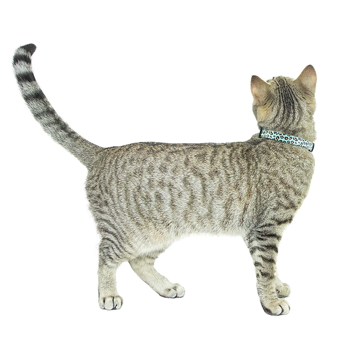 Vibrant Life 2-Pack Wide Cat Collar, Black with Silver Dots, and Mulit Leopard, One Size — product image 10