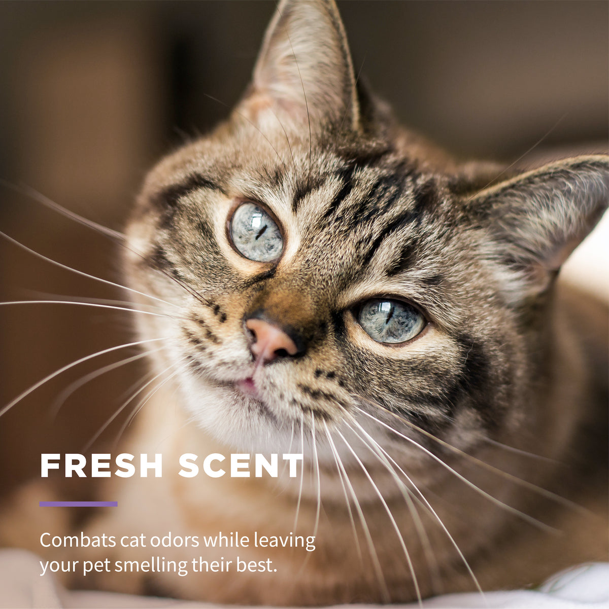Wet Ones Multipurpose Wipe for Cats - 50 Ct Canister — product image 4