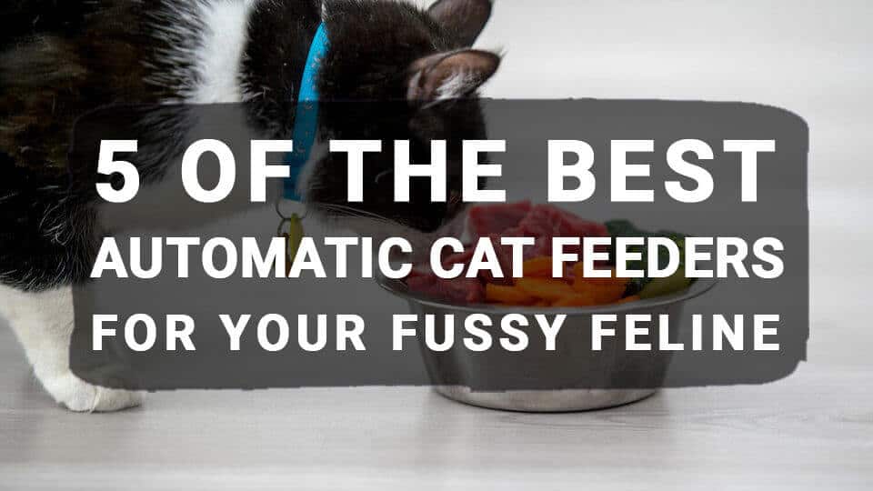 5 Of The Best Automatic Cat Feeders For Your Fussy Feline Meowkai