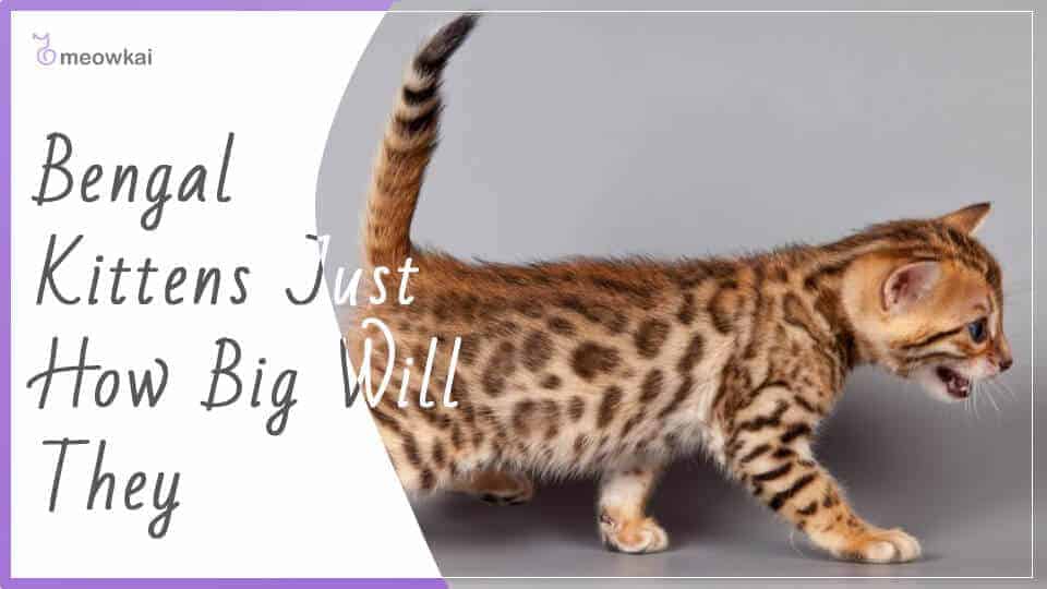 How Big Do Bengal Cats Get? Meowkai