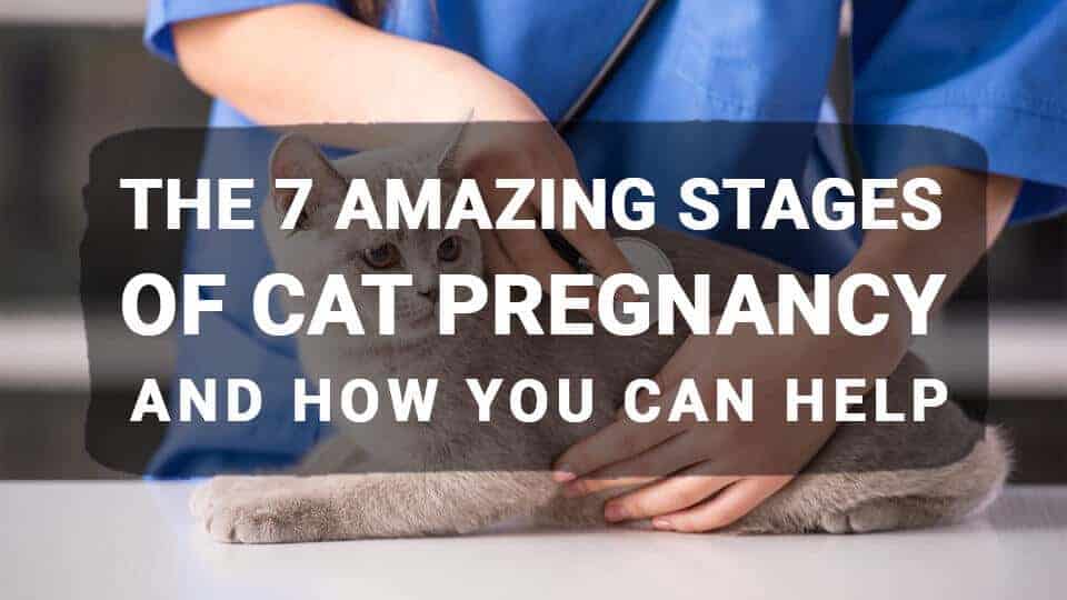 The 7 Amazing Stages Of Cat Pregnancy And How You Can Help Meowkai