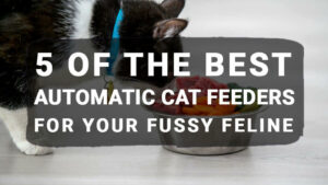 Read more about the article 5 Of The Best Automatic Cat Feeders For Your Fussy Feline