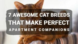 Read more about the article 7 Awesome Cat Breeds that make Perfect Apartment Companions