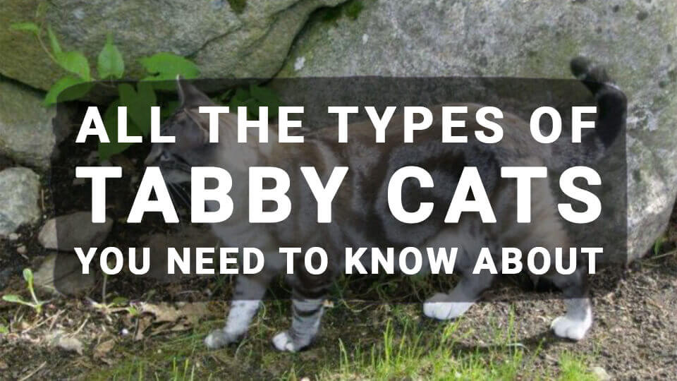You are currently viewing All The Types of Tabby Cats You Need to Know About