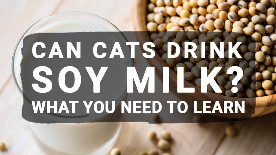 You are currently viewing Can Cats Drink Soy Milk? What You Need to Learn