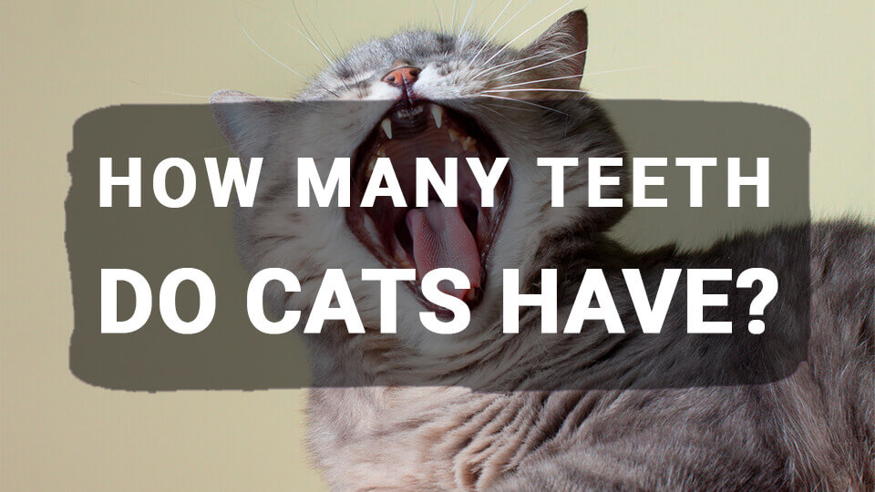 You are currently viewing How Many Teeth Do Cats Have?