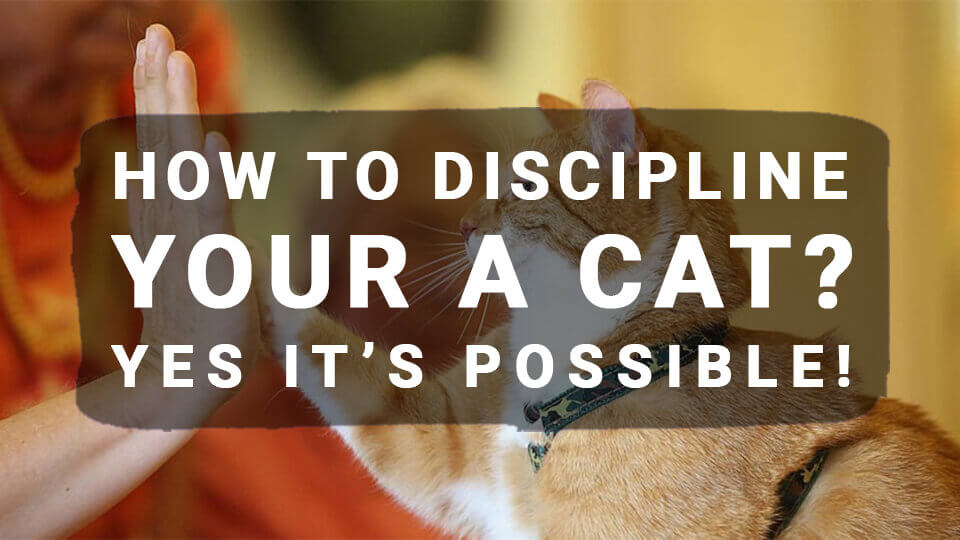 You are currently viewing How to Discipline Your a Cat? Yes it’s possible!
