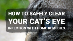 Read more about the article How to Safely Clear Your Cat’s Eye Infection with Home Remedies