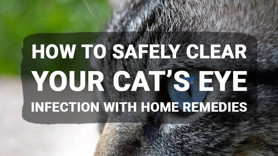 You are currently viewing How to Safely Clear Your Cat’s Eye Infection with Home Remedies