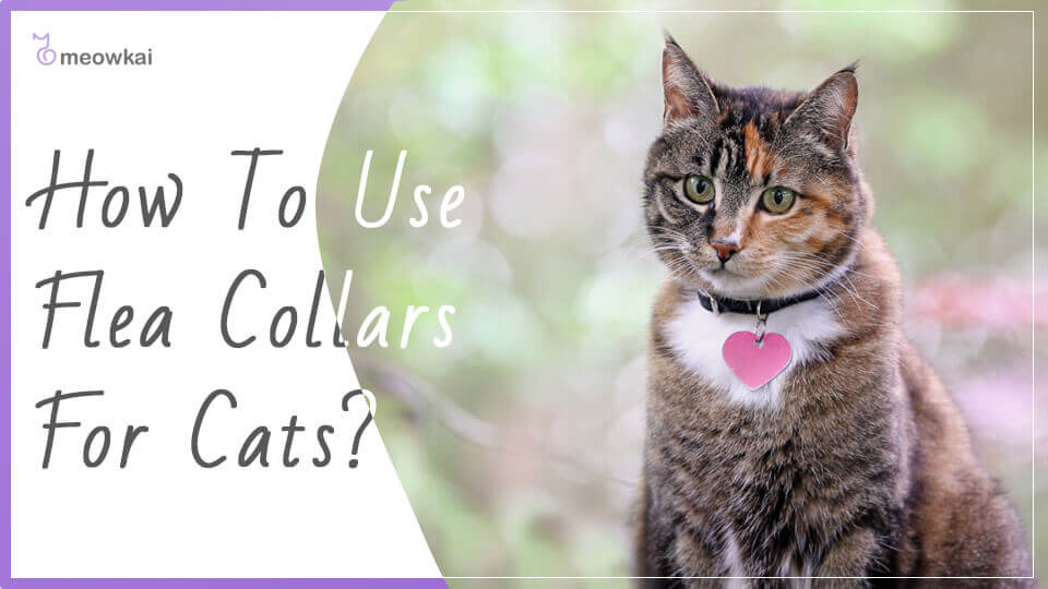 Best Flea Collars For Cats Buyer’s Guide (Updated 2020) Meowkai
