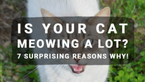 Read more about the article Is Your Cat Meowing A Lot? 7 Surprising Reasons Why!