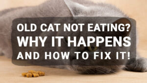 Read more about the article Old Cat Not Eating? Why It Happens and How to Fix It!