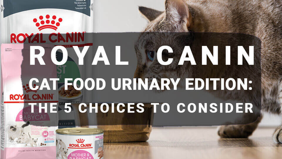 You are currently viewing Royal Canin Cat Food Urinary Edition: The 5 Choices to Consider