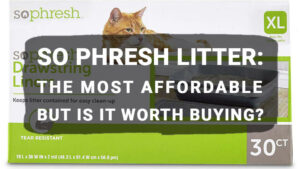 Read more about the article So Phresh Cat Litter: Your Guide To Choosing The Best