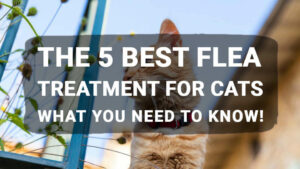 Read more about the article The 5 Best Flea Treatment for Cats: What You Need to Know!