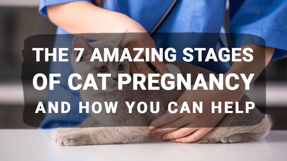 You are currently viewing Cat Pregnancy Stages and Signs