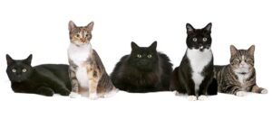 Read more about the article What is a Group of Cats Called?