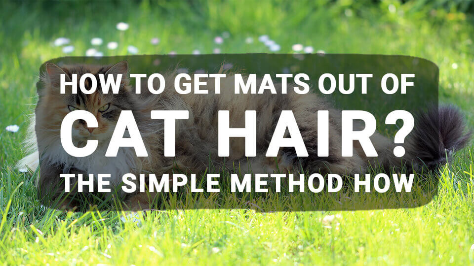 You are currently viewing How to Get Mats Out of Cat Hair? The Simple Method How